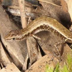 New creatures discovered in Australian Coastal Park